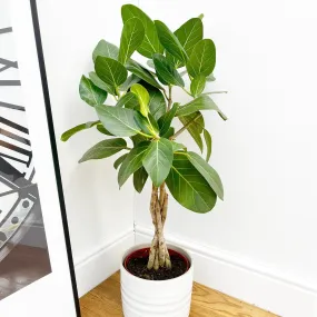 60 - 70cm Ficus Benghalensis Audrey with Twisted Stem Rubber Plant 17cm Pot House Plant